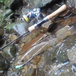 沢でイワナ釣り